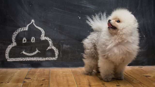 why do dogs eat poop topper petrage (4)