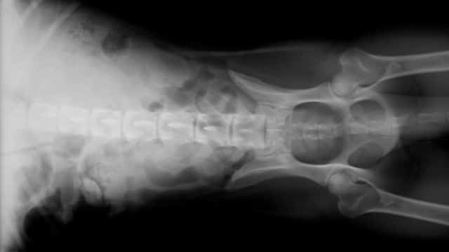 topper legg calvé perthes syndrome in dogs petrage (1)