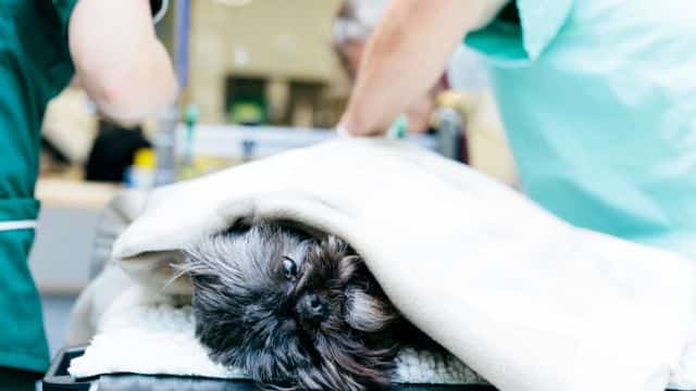 topper legg calvé perthes syndrome in dogs petrage (2)