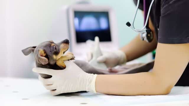 topper legg calvé perthes syndrome in dogs petrage (2)