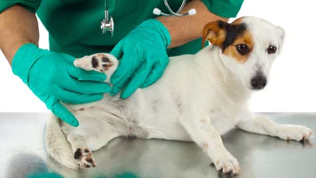 topper legg calvé perthes syndrome in dogs petrage (3)