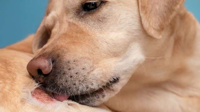 10 common bacterial infections in dogs topper petrage (2)