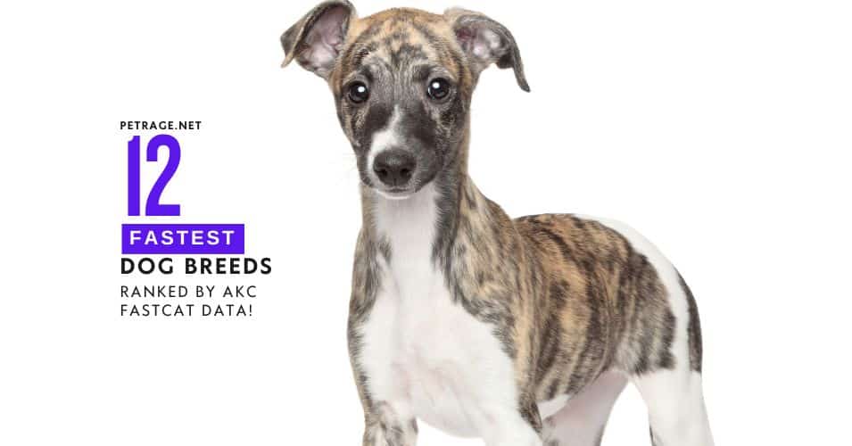 12 fastest dog breeds ranked by akc data petrage