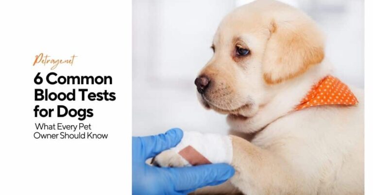 6 common blood tests for dogs what every pet owner should know petrage
