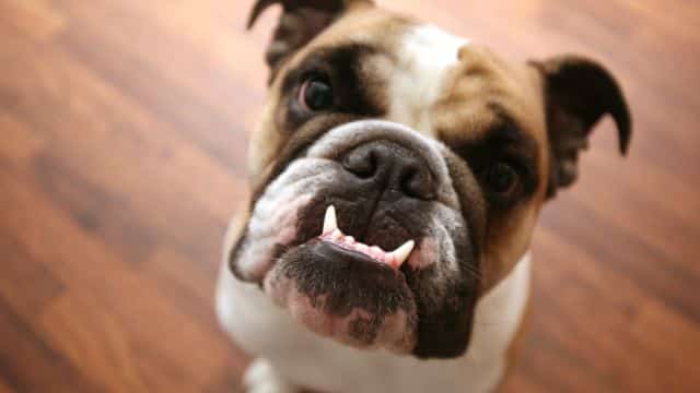 dog mouth vs. human mouth the cleanliness debate topper (2)