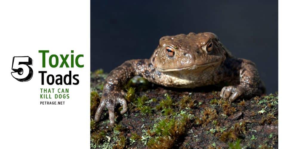 the 5 types of toads that can kill dogs and what to do if your pup licks one petrage