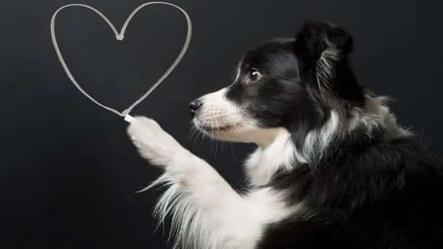 types of heart disease in dogs topper petrage (1)