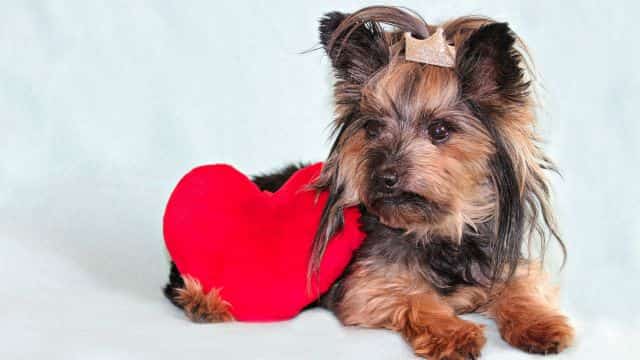 types of heart disease in dogs topper petrage (2)