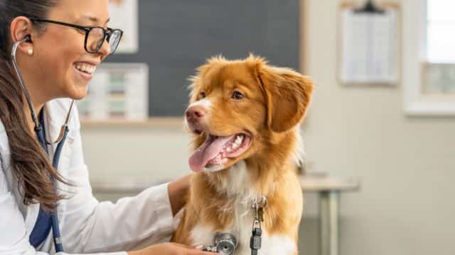 types of heart disease in dogs topper petrage (3)