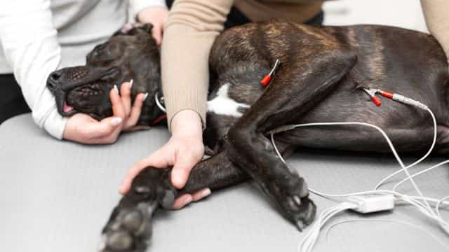 types of heart disease in dogs topper petrage (5)