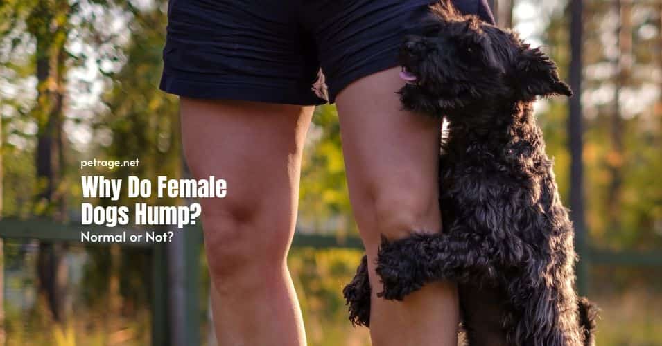 why female dogs hump petrage