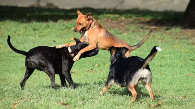 why female dogs hump topper petrage (2)