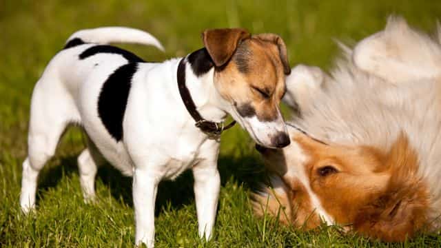 why female dogs hump topper petrage (4)