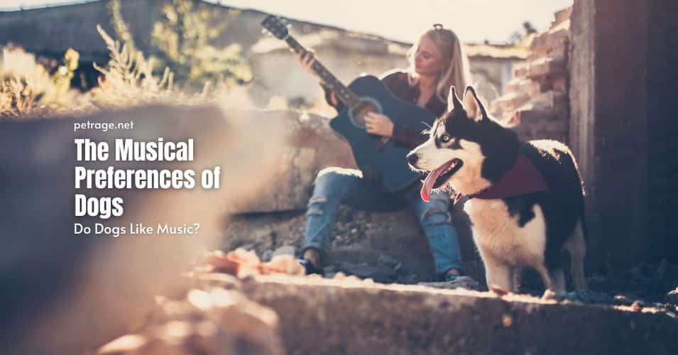 do dogs like music petrage