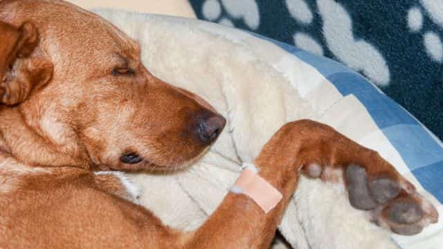 dog seizure types causes and treatments topper petrage (3)