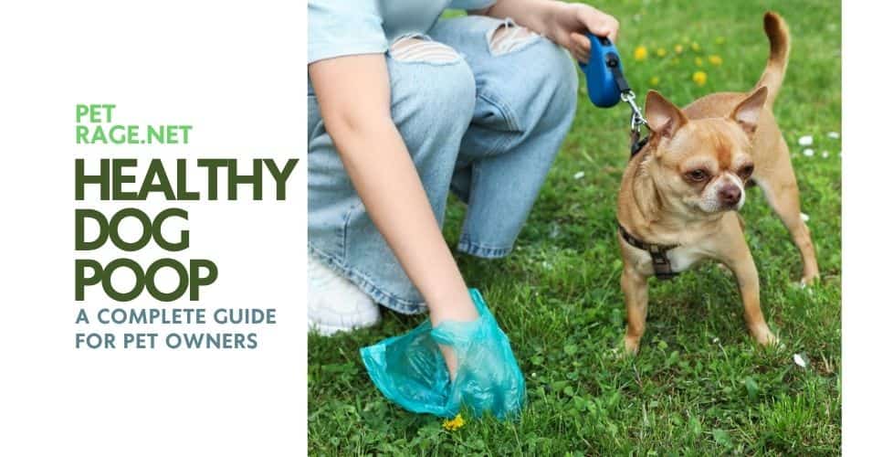 healthy dog poop a complete guide for pet owners petrage