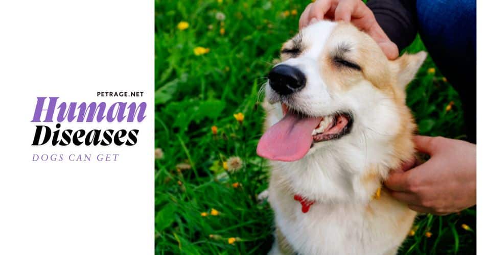 10 human diseases dogs can get a pet parent's guide petrage