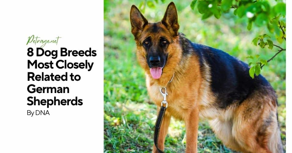 8 dog breeds most closely related to german shepherds petrage