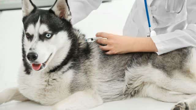 dog vaccine types husky topper petrage