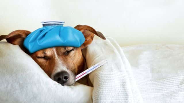 dog vaccine types topper image petrage (3)