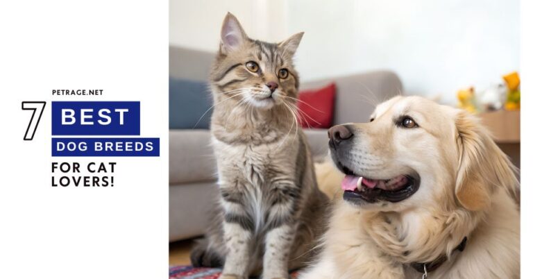 living in harmony 7 best dog breeds for cat owners petrage