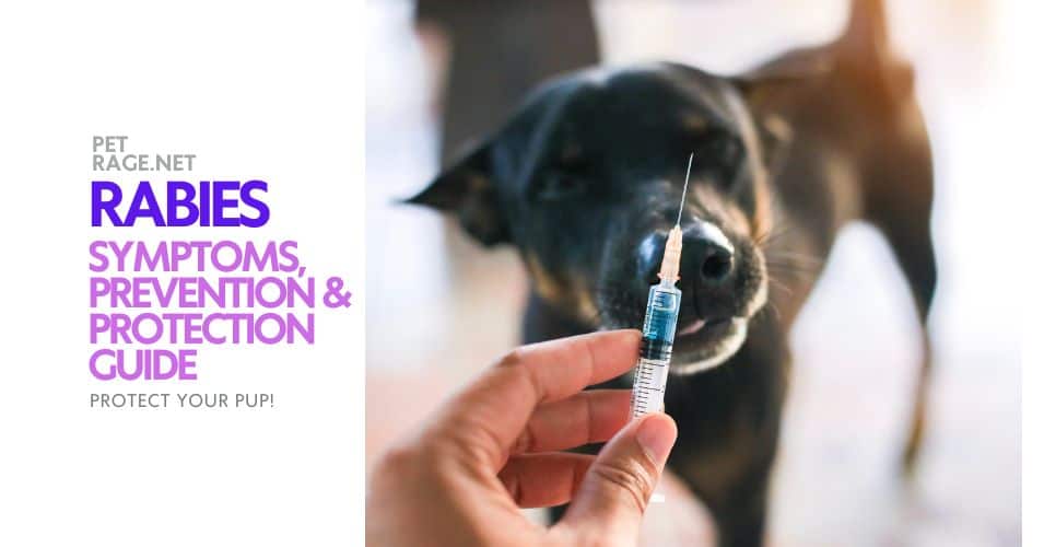 rabies in dogs symptoms, prevention & protection guide petrage