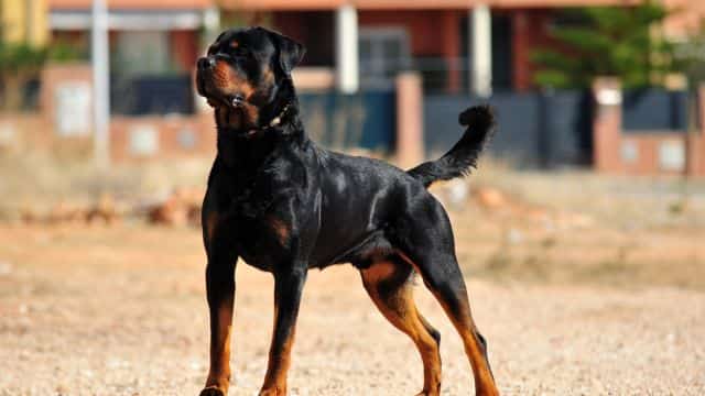 schutzhund for dogs topper (1)