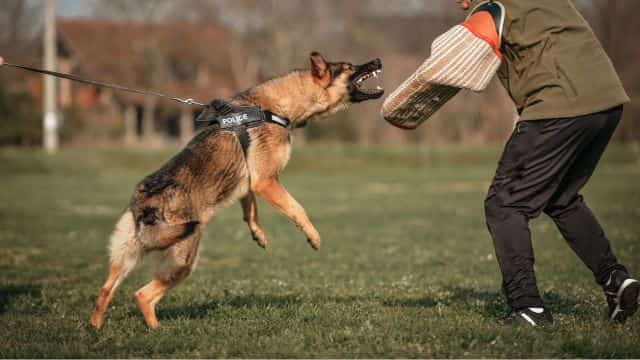 schutzhund for dogs topper (5)