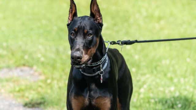 schutzhund for dogs topper (6)