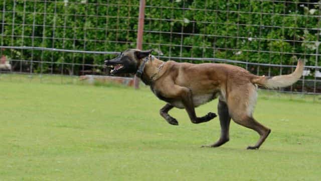 schutzhund for dogs topper (7)