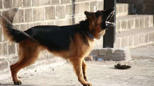 schutzhund for dogs topper (8)