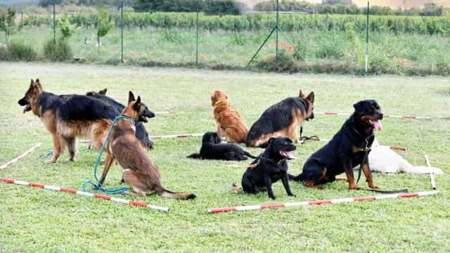 schutzhund for dogs topper