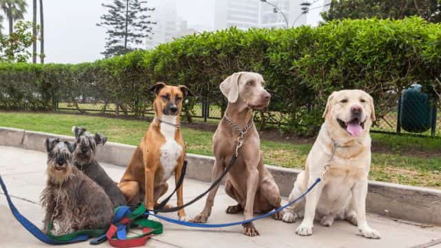unraveling dog genetics modes of inheritance 101 topper petrage (4)