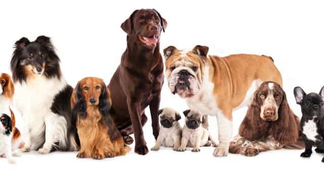 unraveling dog genetics modes of inheritance 101 topper petrage (5)