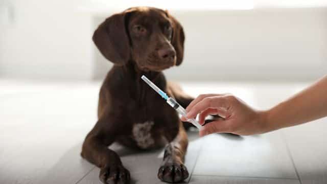 dog vaccine topper types of vaccines in dogs petrage (1)