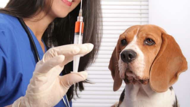 dog vaccine topper types of vaccines in dogs petrage (2)