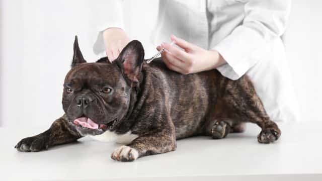 dog vaccine topper types of vaccines in dogs petrage (3)