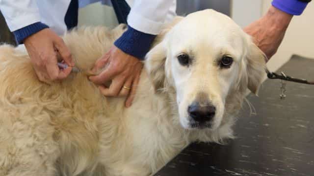 dog vaccine topper types of vaccines in dogs petrage (5)