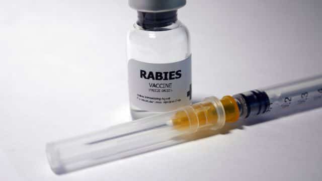 dog vaccine topper types of vaccines in dogs petrage (7)