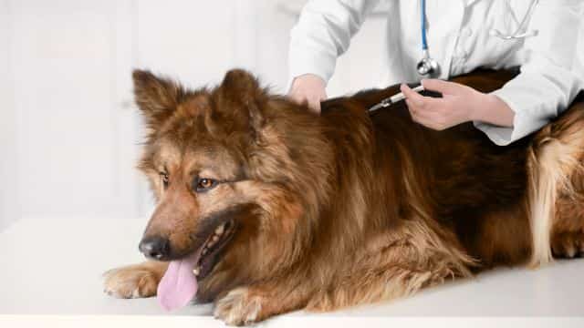 dog vaccine topper types of vaccines in dogs petrage (8)