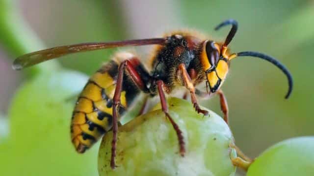 hornet insect topper