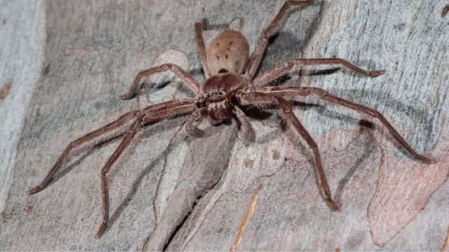 spider insect topper