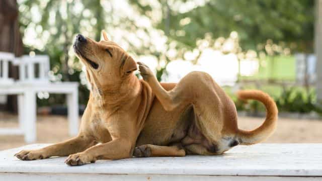 10 common fungal infections in dogs topper (1)