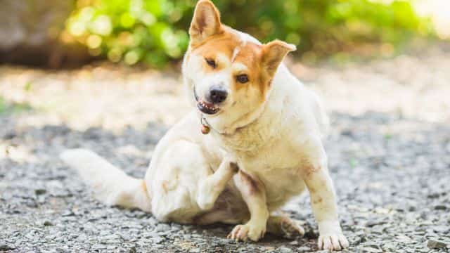 10 common fungal infections in dogs topper (2)
