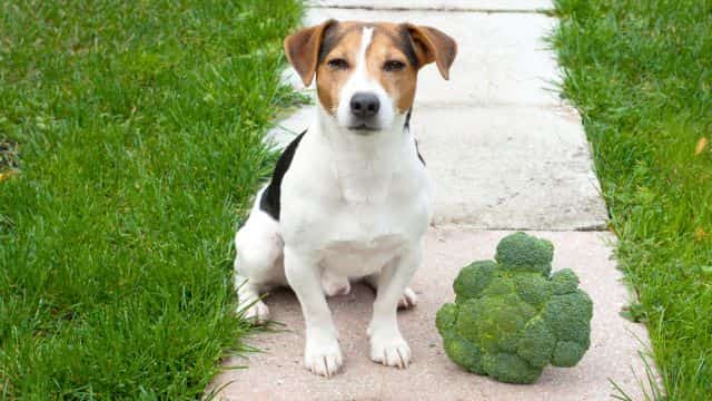 5 most healthy vegetables for dogs topper (1)