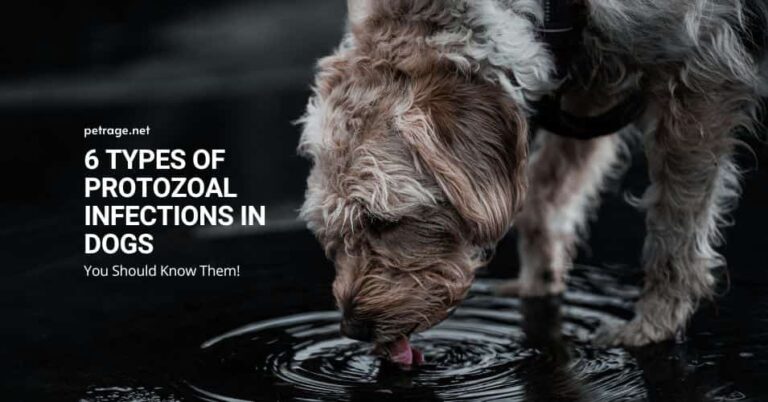 6 types of protozoal infections in dogs petrage
