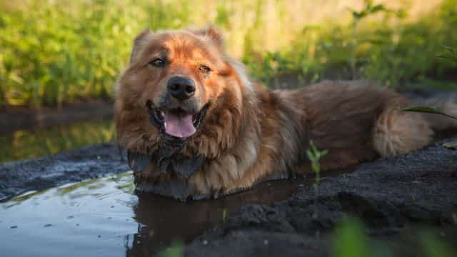 6 types of protozoal infections in dogs topper (2)