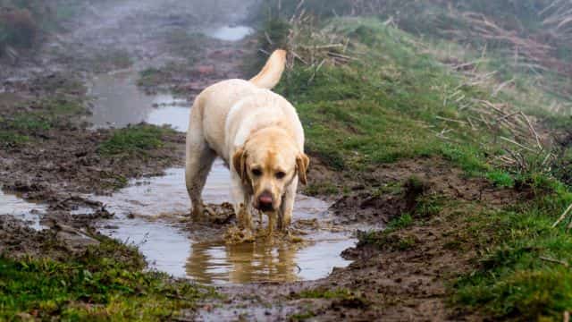 6 types of protozoal infections in dogs topper (4)