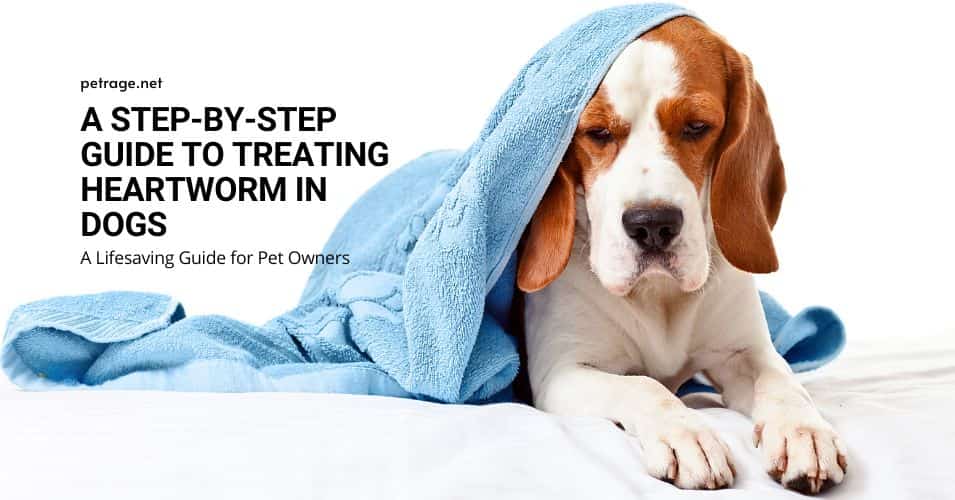 a step by step guide to treating heartworm in dogs petrage