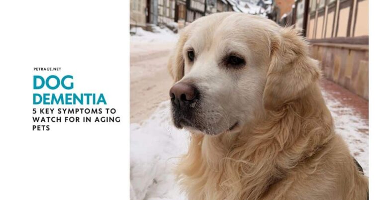 dog dementia 5 key symptoms to watch for in aging pets petrage